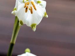 Fotowalk Trepplweg Salzach